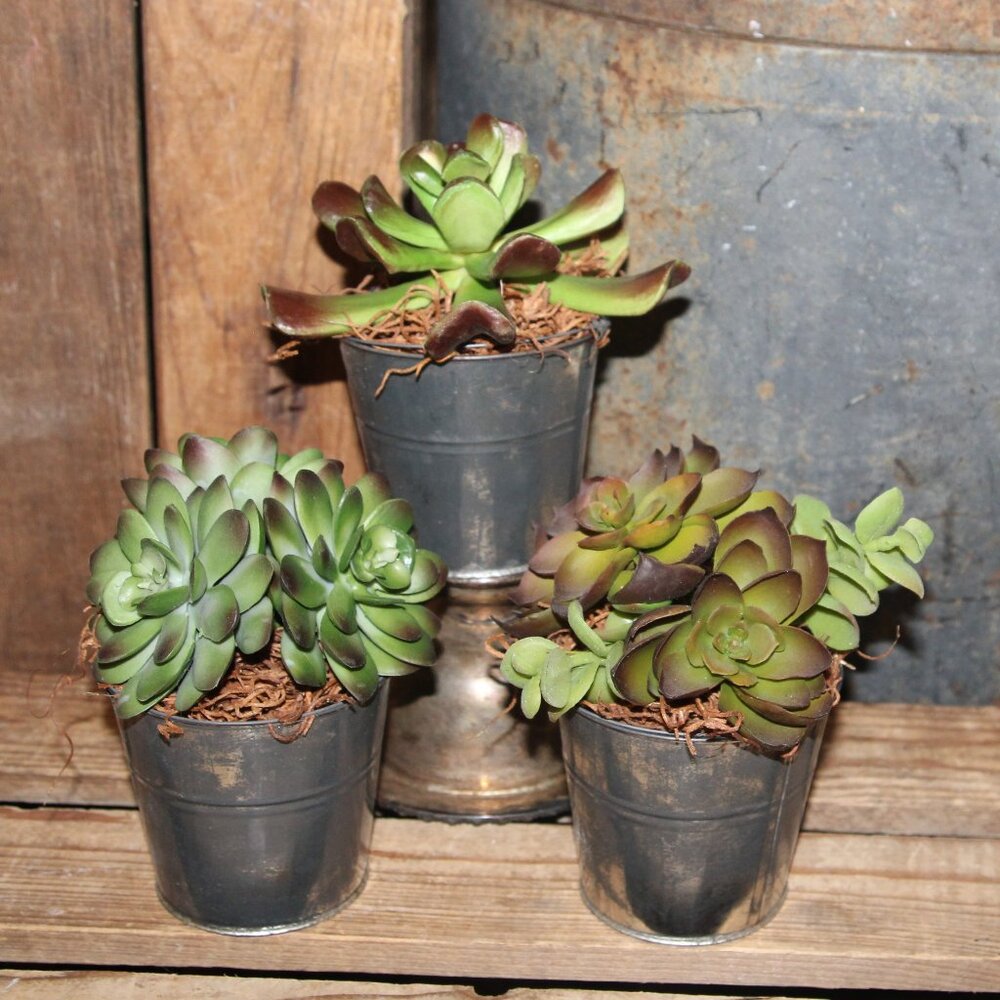 3 Rustic French Country Farmhouse Succulents in Weathered Aged Metal Buckets